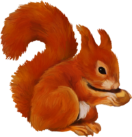 Squirrel drawing for children