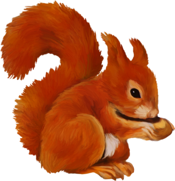 Squirrel drawing for children