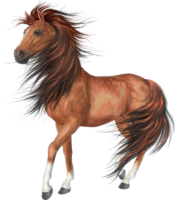 Horse is an animal