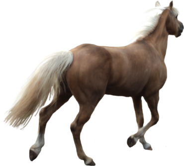 Horse animal, horse