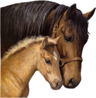 Horse and foal