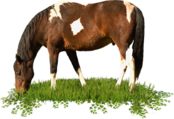 A horse in a clearing