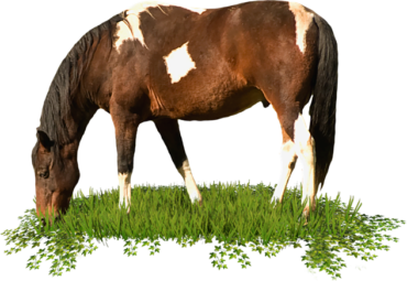 A horse in a clearing