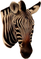 Zebra Head