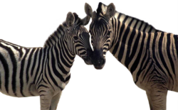 Animal, zebra