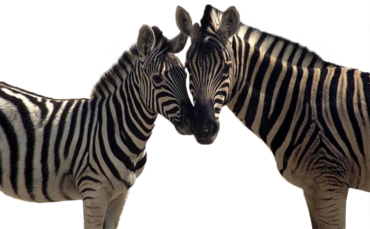 Animal, zebra