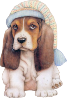 Cute dog