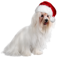 White lapdog dog