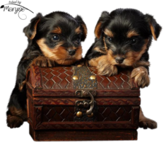Yorkshire Terrier puppy