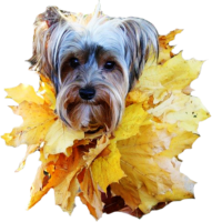 Yorkshire Terrier, dog