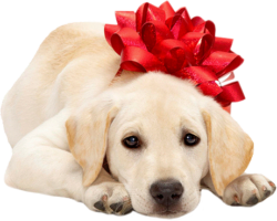 Labrador dog