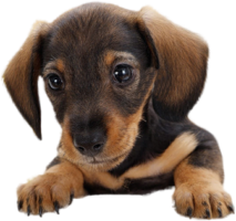 Dachshund puppy