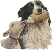 Spaniel dog