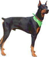 Doberman dog