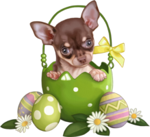 Chihuahua