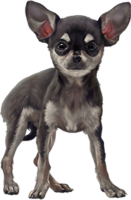 Breed of Chihuahua dog
