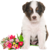 Puppy