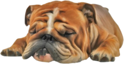 English Bulldog