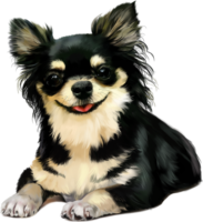 Chihuahua, dog