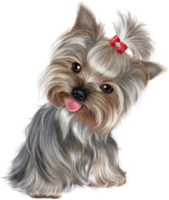 Yorkshire Terrier mini puppy