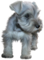 A Miniature Schnauzer dog