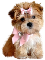 Yorkshire dog, puppy