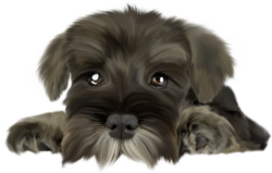 Schnauzer dog