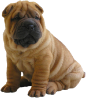 Sharpey the dog