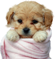 Little puppy