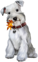 Miniature Schnauzer, a dog