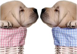 Labrador Puppy