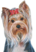 Yorkshire Terrier with a bow