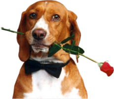 Dog and Rose