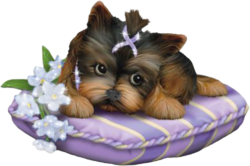 Yorkshire Terrier girl
