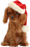 King Charles Spaniel