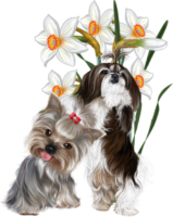 Dogs