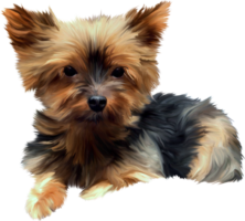 Mini Yorkshire Terrier
