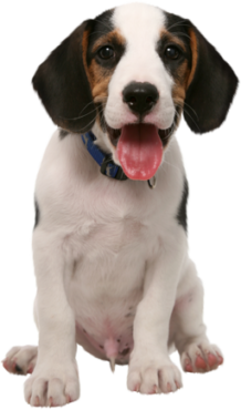 Beagle breed dog