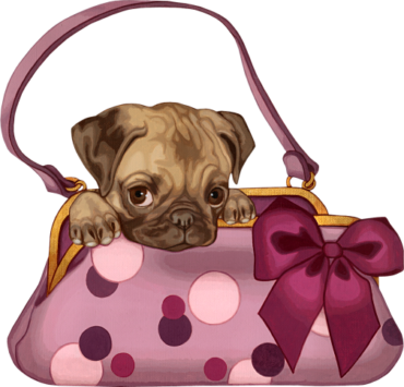 The dog in the purse