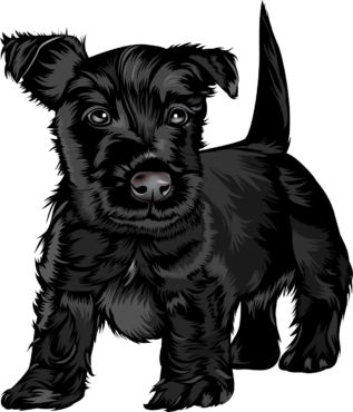 Scotch Terrier black
