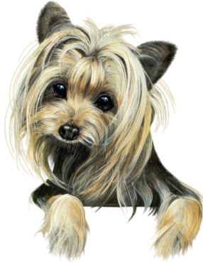 Yorkshire Terrier dog, puppy