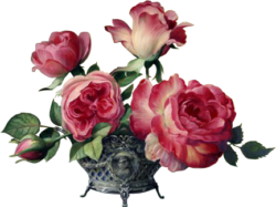 Vintage Roses