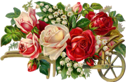 A beautiful bouquet of roses