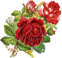 Vintage flowers, drawing