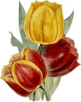 Vintage tulips