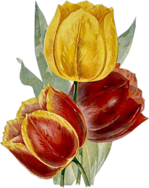 Vintage tulips