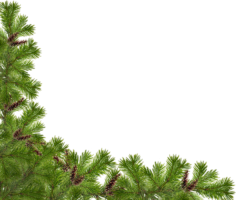 Pine branches, Christmas