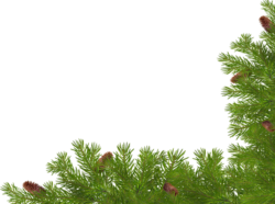 Spruce branch