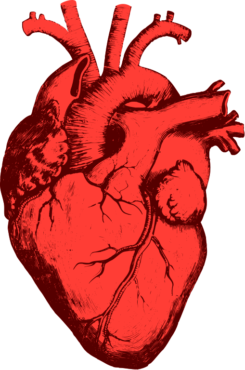red heart, Heart Anatomy Organ Human body, human heart, love, heart, biology