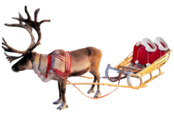 Rudolf the reindeer in harness